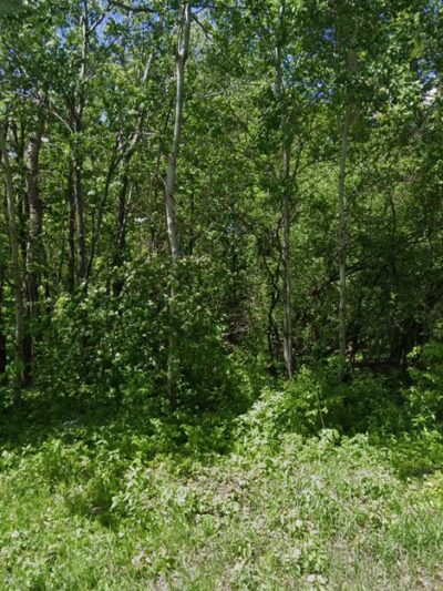 Maple Woods Park - St Michael, MN