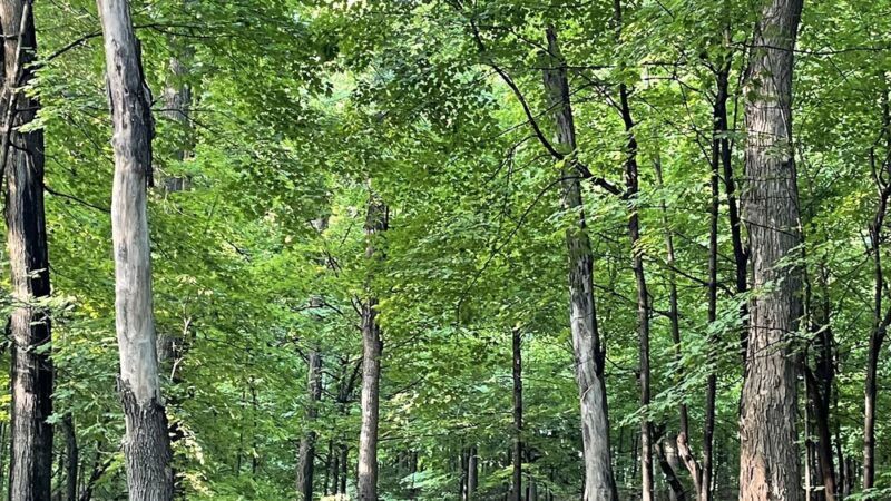 Preserve Park, St. Michael, MN - St Michael, MN