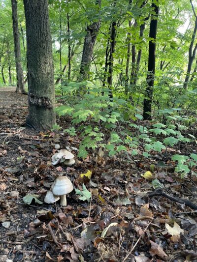 Preserve Park, St. Michael, MN - St Michael, MN