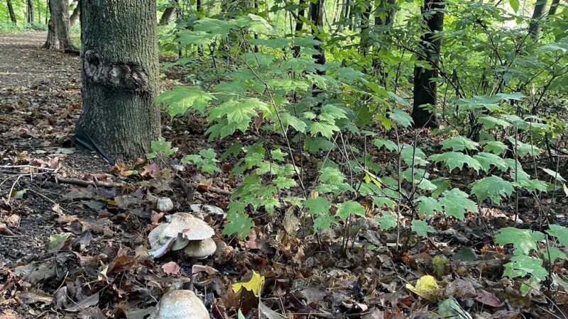 Preserve Park, St. Michael, MN - St Michael, MN