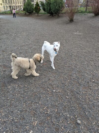 Lowertown Dog Park - St Paul, MN