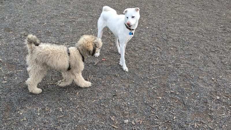 Lowertown Dog Park - St Paul, MN
