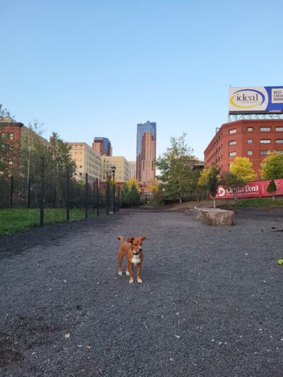 Lowertown Dog Park - St Paul, MN