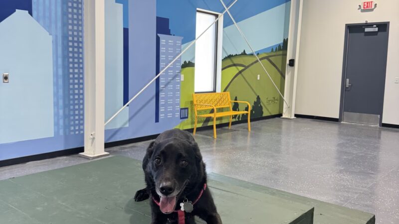 Saint Bark - St Paul, MN