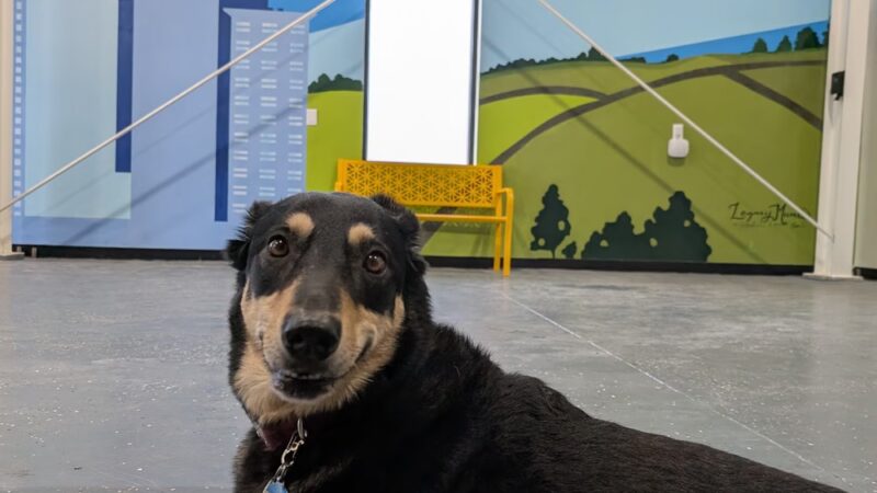 Saint Bark - St Paul, MN