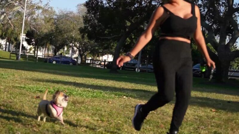 St Pete Beach Dog Park - St Pete Beach, FL