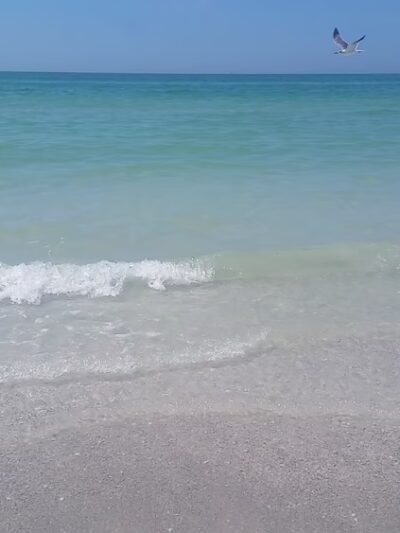 Pass A Grille Dog Beach - St Pete Beach, FL