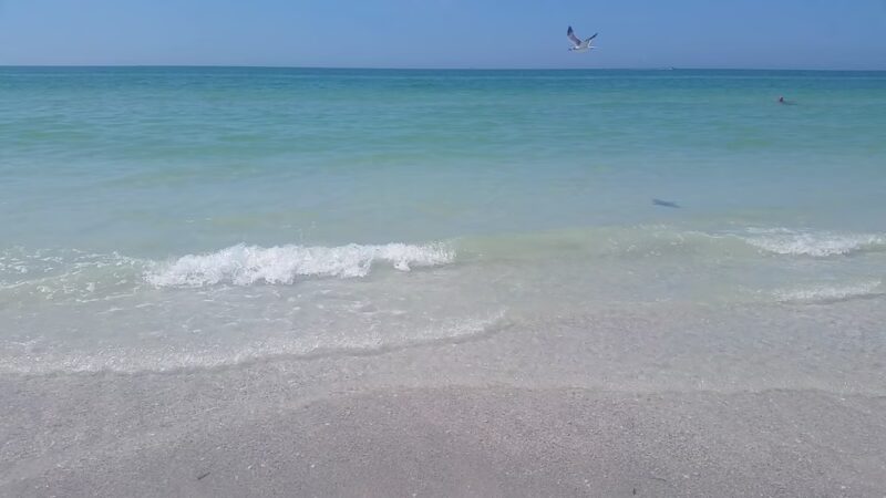 Pass A Grille Dog Beach - St Pete Beach, FL