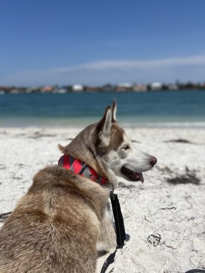Pass A Grille Dog Beach - St Pete Beach, FL