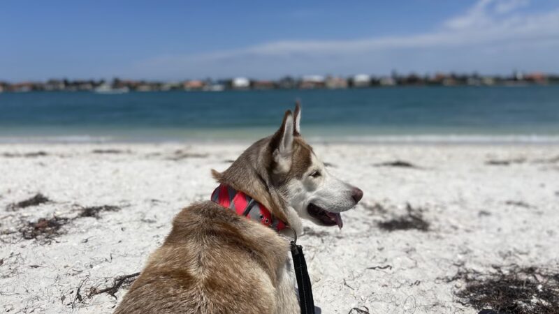 Pass A Grille Dog Beach - St Pete Beach, FL
