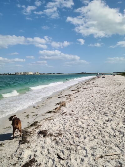 Pass A Grille Dog Beach - St Pete Beach, FL
