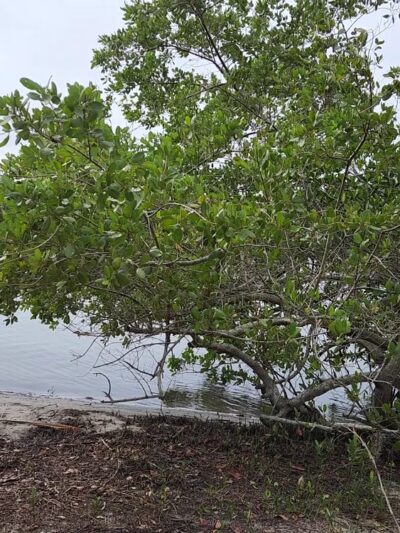 Abercrombie Park - St. Petersburg, FL