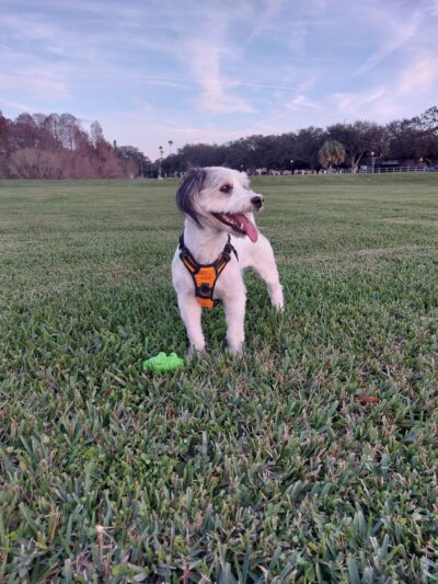 Bear Creek Park - St. Petersburg, FL