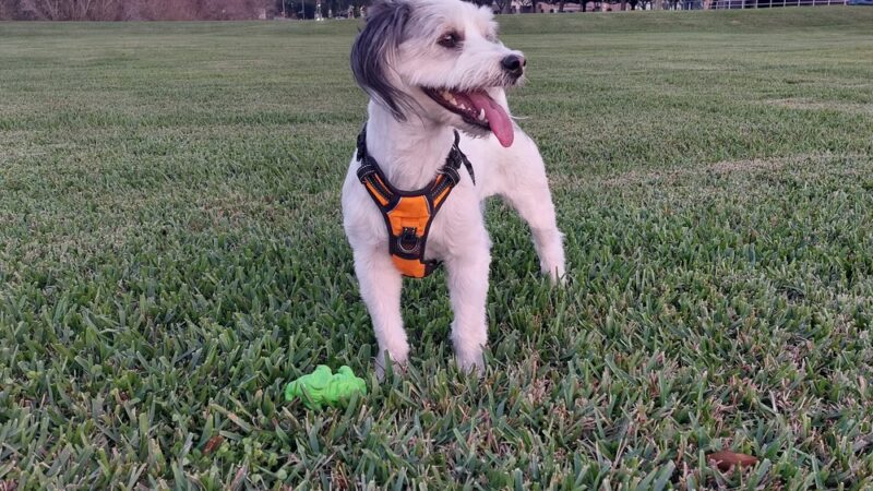 Bear Creek Park - St. Petersburg, FL