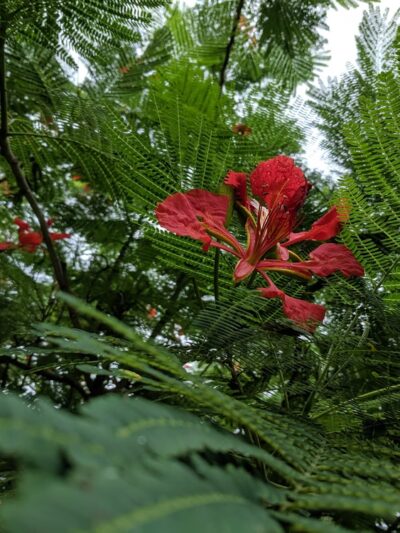 Shore Acres Mini Park - St. Petersburg, FL