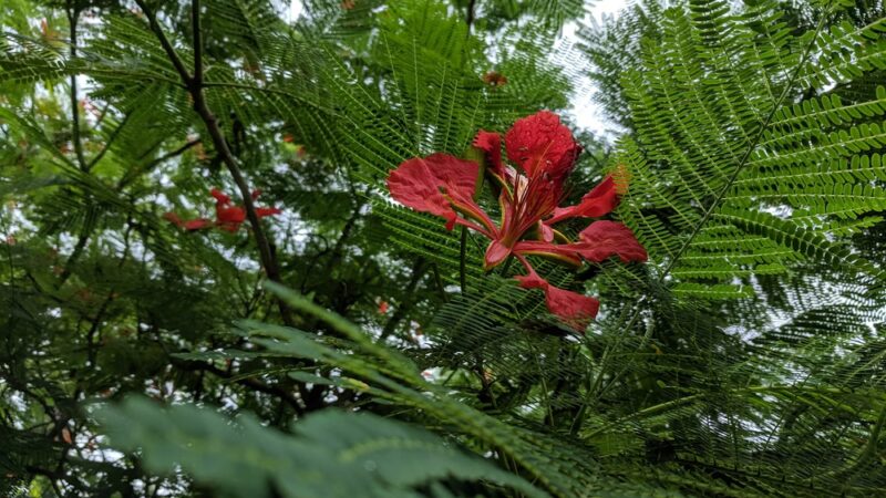 Shore Acres Mini Park - St. Petersburg, FL