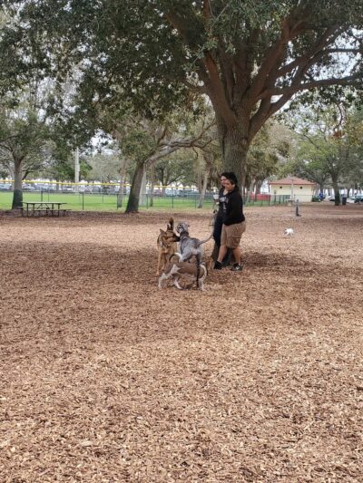 Small Dogs Park at the Vinoy Park of St petersburg - FL - St. Petersburg, FL