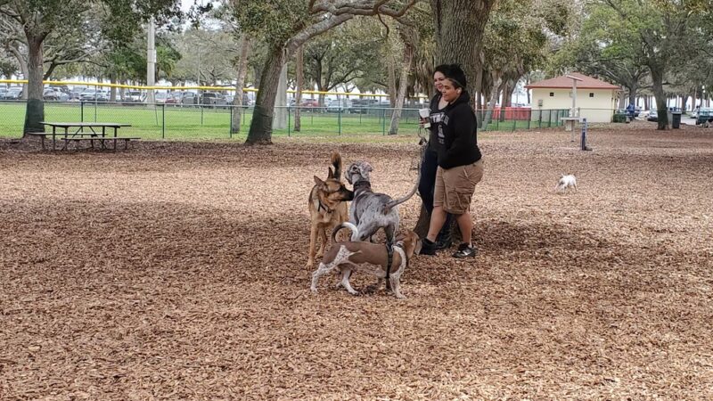 Small Dogs Park at the Vinoy Park of St petersburg - FL - St. Petersburg, FL