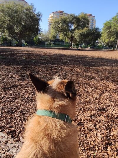 Small Dogs Park at the Vinoy Park of St petersburg - FL - St. Petersburg, FL