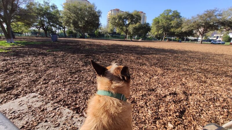 Small Dogs Park at the Vinoy Park of St petersburg - FL - St. Petersburg, FL