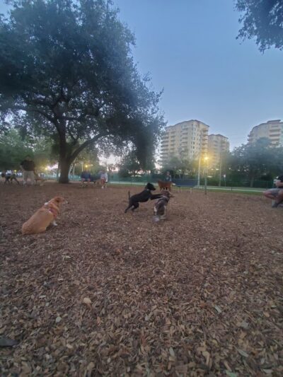 Small Dogs Park at the Vinoy Park of St petersburg - FL - St. Petersburg, FL