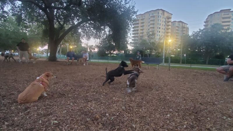 Small Dogs Park at the Vinoy Park of St petersburg - FL - St. Petersburg, FL