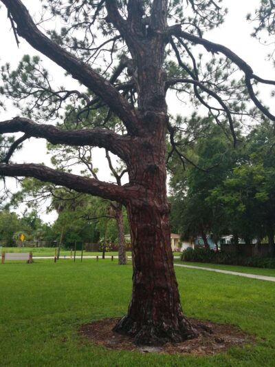 Tyrone Park - St. Petersburg, FL