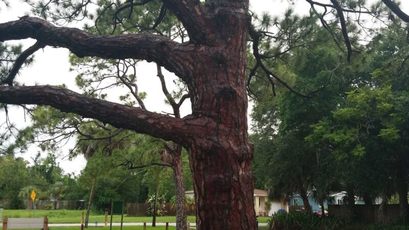 Tyrone Park - St. Petersburg, FL