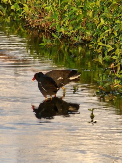 Tyrone Park - St. Petersburg, FL