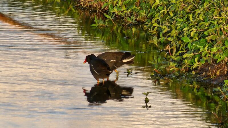 Tyrone Park - St. Petersburg, FL