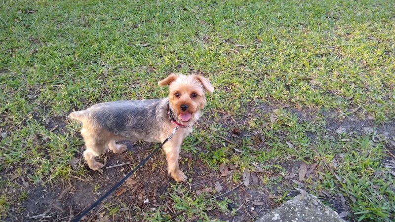 Allendale Park - St. Petersburg, FL