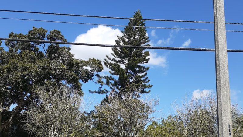 Blanc Park - St. Petersburg, FL