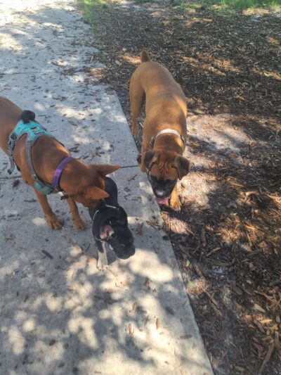 Crescent Lake Dog Park - St. Petersburg, FL