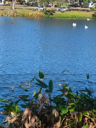 Crescent Lake Dog Park - St. Petersburg, FL