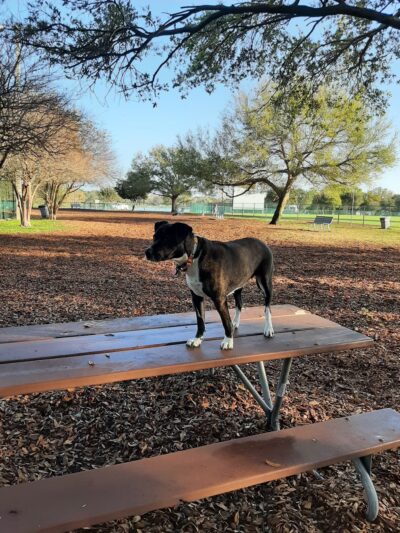 Crescent Lake Dog Park - St. Petersburg, FL