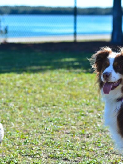 Eckerd College Pet Park - St. Petersburg, FL