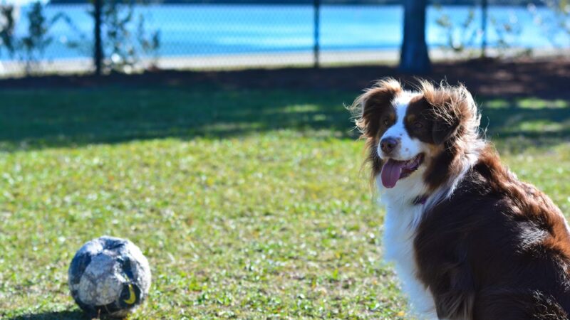 Eckerd College Pet Park - St. Petersburg, FL