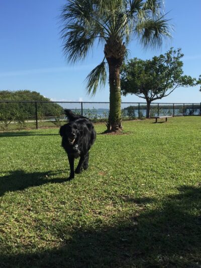 Eckerd College Pet Park - St. Petersburg, FL