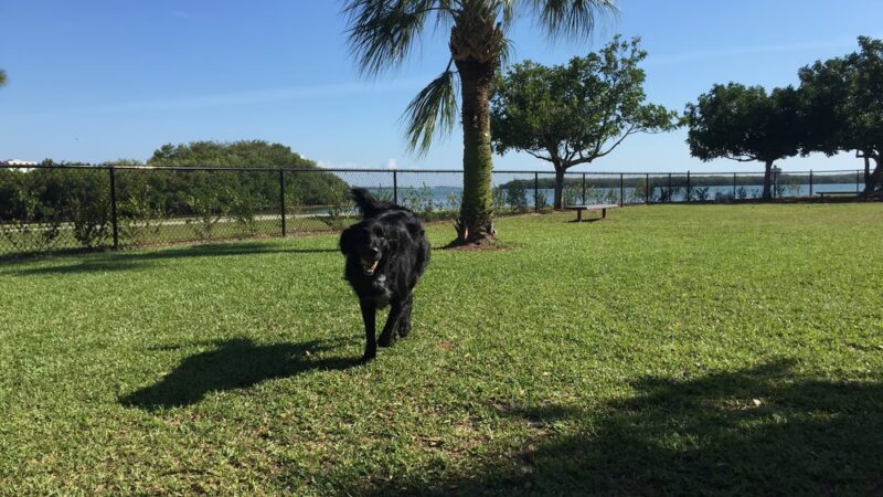 Eckerd College Pet Park - St. Petersburg, FL