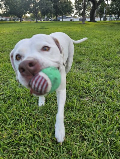 Lake Vista Dog Park - St. Petersburg, FL