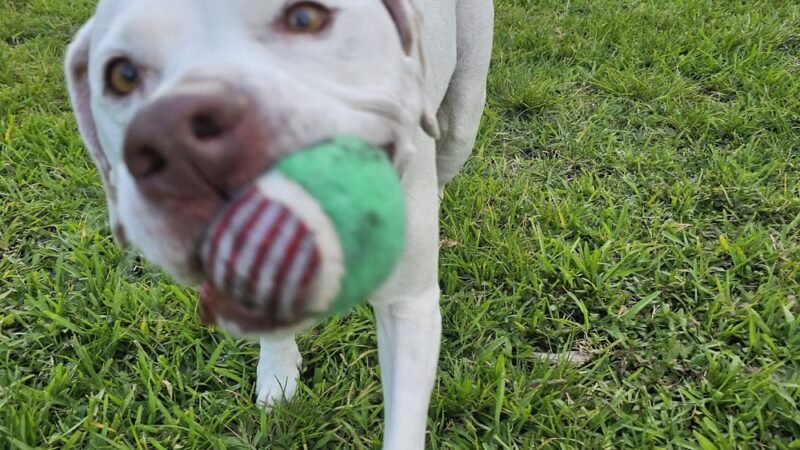 Lake Vista Dog Park - St. Petersburg, FL