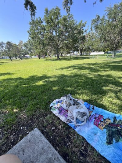 Lake Vista Dog Park - St. Petersburg, FL