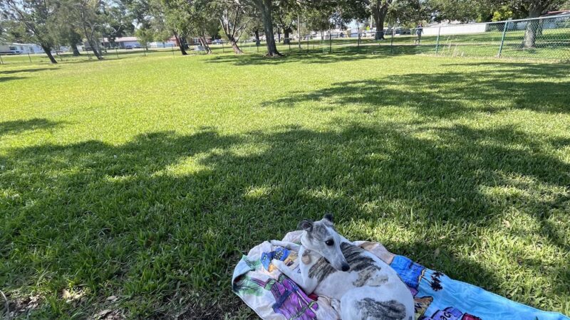 Lake Vista Dog Park - St. Petersburg, FL