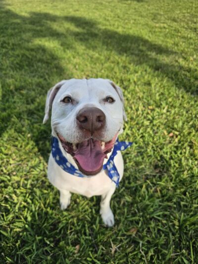 Lake Vista Dog Park - St. Petersburg, FL