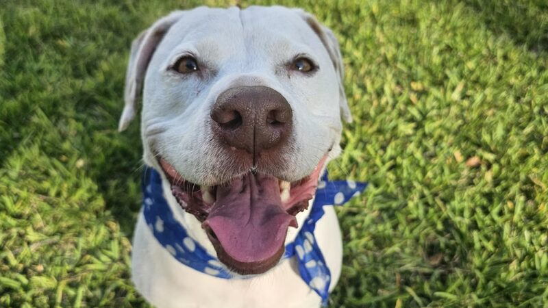 Lake Vista Dog Park - St. Petersburg, FL