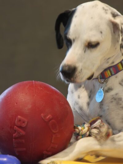 Love My Dog Resort & Playground - St. Petersburg, FL