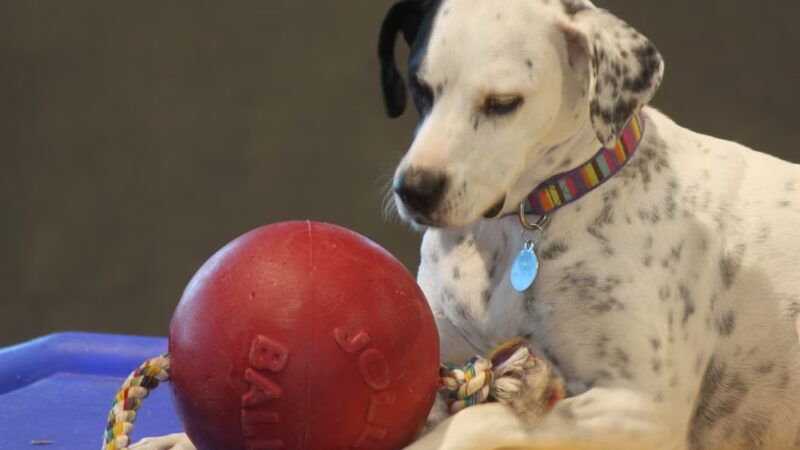 Love My Dog Resort & Playground - St. Petersburg, FL