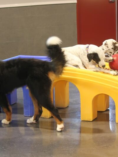 Love My Dog Resort & Playground - St. Petersburg, FL