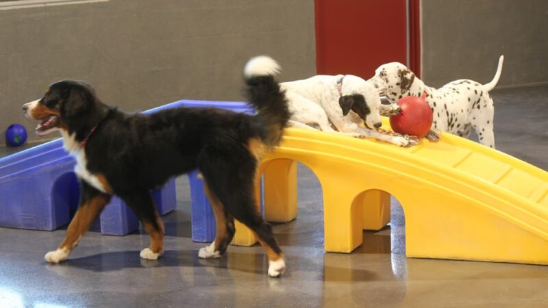 Love My Dog Resort & Playground - St. Petersburg, FL