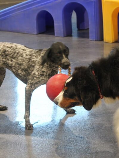 Love My Dog Resort & Playground - St. Petersburg, FL